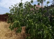 Satılır 25 sot torpaq Fatmayı