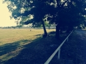 Satılır 62 sot torpaq Qəbələ