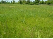 Satılır 73 sot torpaq Qəbələ