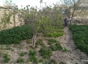 Satılır 4 sot torpaq Hövsan