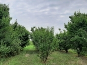 Satılır 115 sot torpaq Xaçmaz