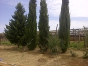 Satılır 10 sot torpaq Koroğlu Parkı