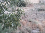 Satılır 6 sot torpaq Zirə