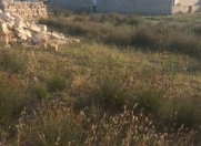 Satılır 7 sot torpaq Maştağa