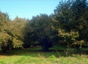 Satılır 10 sot torpaq Qəbələ