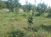 Satılır 20 sot torpaq Saray