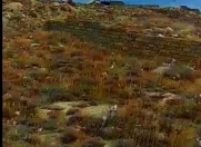 Satılır 4 sot torpaq Bayıl