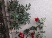 İcarəyə verilir 3 otaqlı 100 m2 həyət evi Koroğlu m.