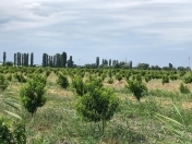 Satılır 1800 sot torpaq Şabran