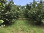 Satılır 18 sot torpaq Qəbələ