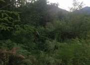 Satılır 23 sot torpaq Qəbələ