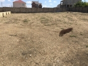 Satılır 10 sot torpaq Hökməli