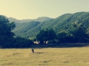 Satılır 65 sot torpaq Qəbələ