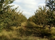 Satılır 160 sot torpaq Xaçmaz