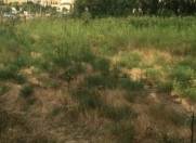 Satılır 20 sot torpaq Yeni Yasamal