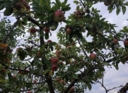 Satılır 100 sot torpaq Qusar