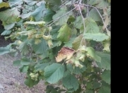 Satılır 50 sot torpaq Qax