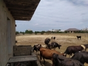 Satılır 30 sot torpaq Ramana