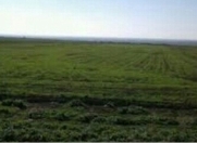 Satılır 2000 sot torpaq Şabran