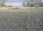 Satılır 25 sot torpaq İsmayıllı