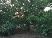 Satılır 7 sot torpaq Sumqayıt