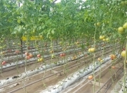 Satılır 1 otaqlı 30000 m2 obyekt Salyan