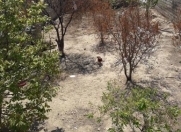 Satılır 2 sot torpaq Suraxanı r.