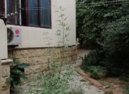 Satılır 2 otaqlı 52 m2 köhnə tikili 8 mkr