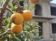 Satılır 6 otaqlı 420 m2 bağ evi Şüvəlan