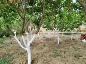 Satılır 5 sot torpaq Mehdiabad