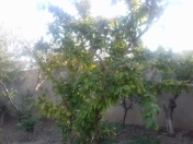 Satılır 4 sot torpaq Həzi Aslanov