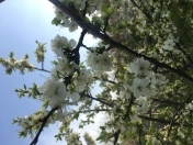 Satılır 5 otaqlı 300 m2 bağ evi Sumqayıt