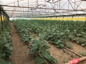 Satılır 200 sot torpaq Gəncə