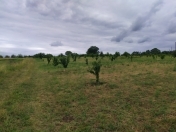 Satılır 96 sot torpaq Quba