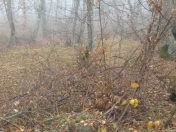 Satılır 20000 sot torpaq Quba