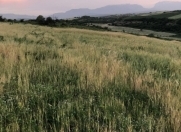 Satılır 434 sot torpaq Quba