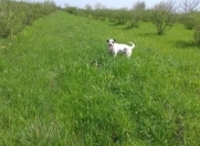 Satılır 115 sot torpaq Xaçmaz