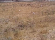 Satılır 10000 sot torpaq Şabran