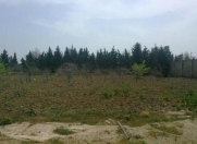 Satılır 45000 sot torpaq Şabran