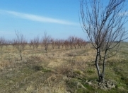 Satılır 2520 sot torpaq Şabran