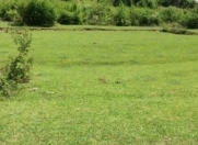 Satılır 10 sot torpaq İsmayıllı