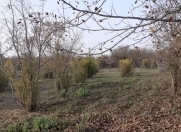 Satılır 65 sot torpaq Göyçay