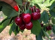 Satılır 30 sot torpaq Xaçmaz