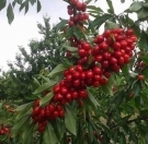 Satılır 30 sot torpaq Xaçmaz