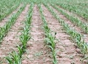 İcarəyə verilir 300 sot torpaq Sabirabad