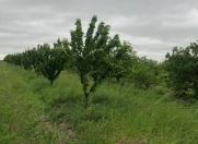 Satılır 210 sot torpaq Şabran