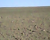 Satılır 100 sot torpaq Şamaxı