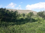 Satılır 400 sot torpaq Qobustan