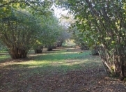 Satılır 150 sot torpaq Zaqatala