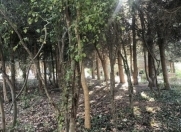 Satılır 6 sot torpaq Azadlıq prospekti m.